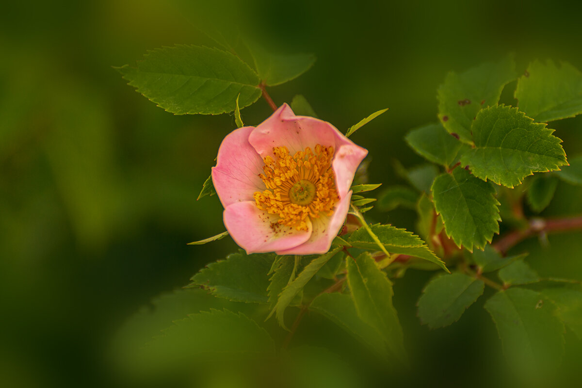Шиповник - Игорь Сикорский Шиповник - Игорь Сикорский