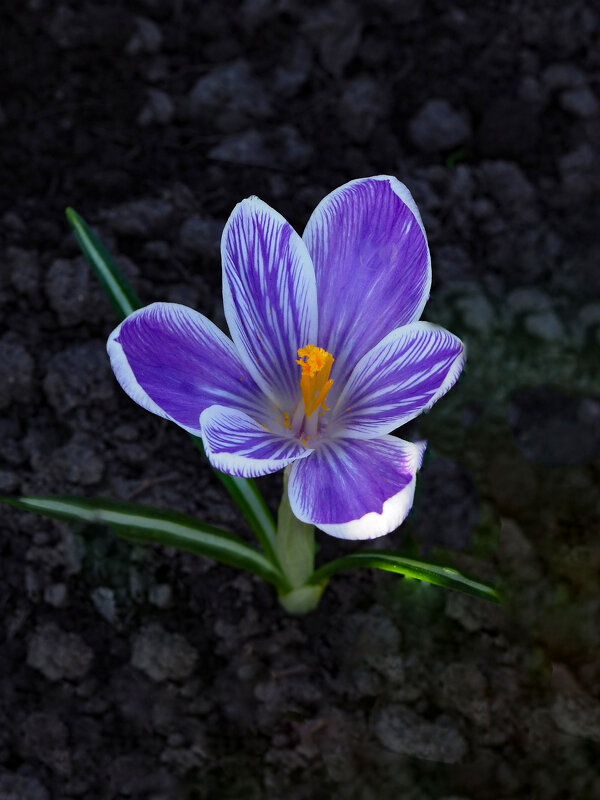 Крокус/апрель/311 квартал - Евгений Крокус/апрель/311 квартал - Евгений