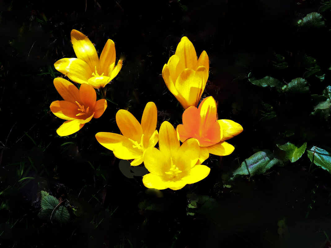 Цветёт шафран - Евгений 