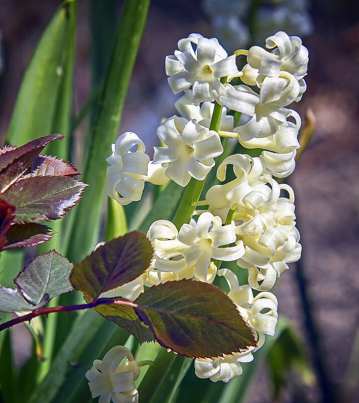 Гиацинт - Андроник Александр Гиацинт - Андроник Александр