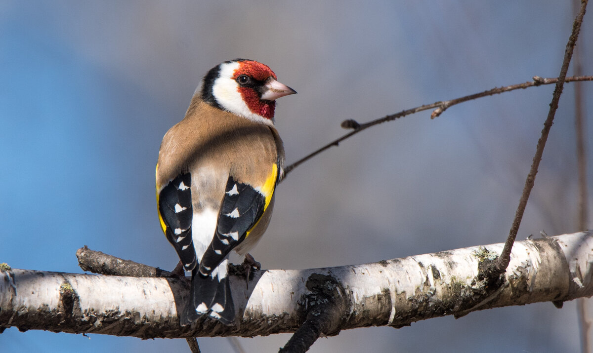 Щегол. - Владимир Безбородов Щегол. - Владимир Безбородов