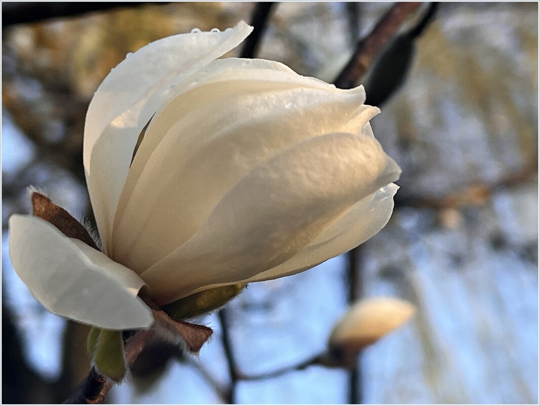 Расцветает магнолия. - Валерия Комова