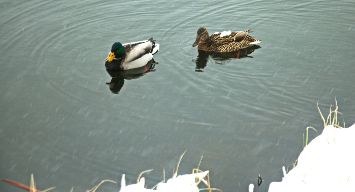 бедные утки - Владимир Зырянов