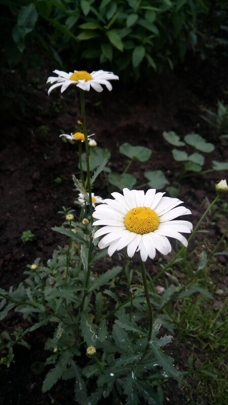 ,,, - Сергей Тимоновский