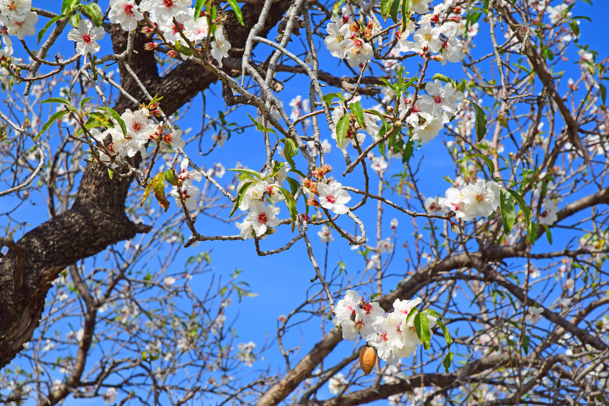 Цветение миндаля - Oleg4618 Шутченко