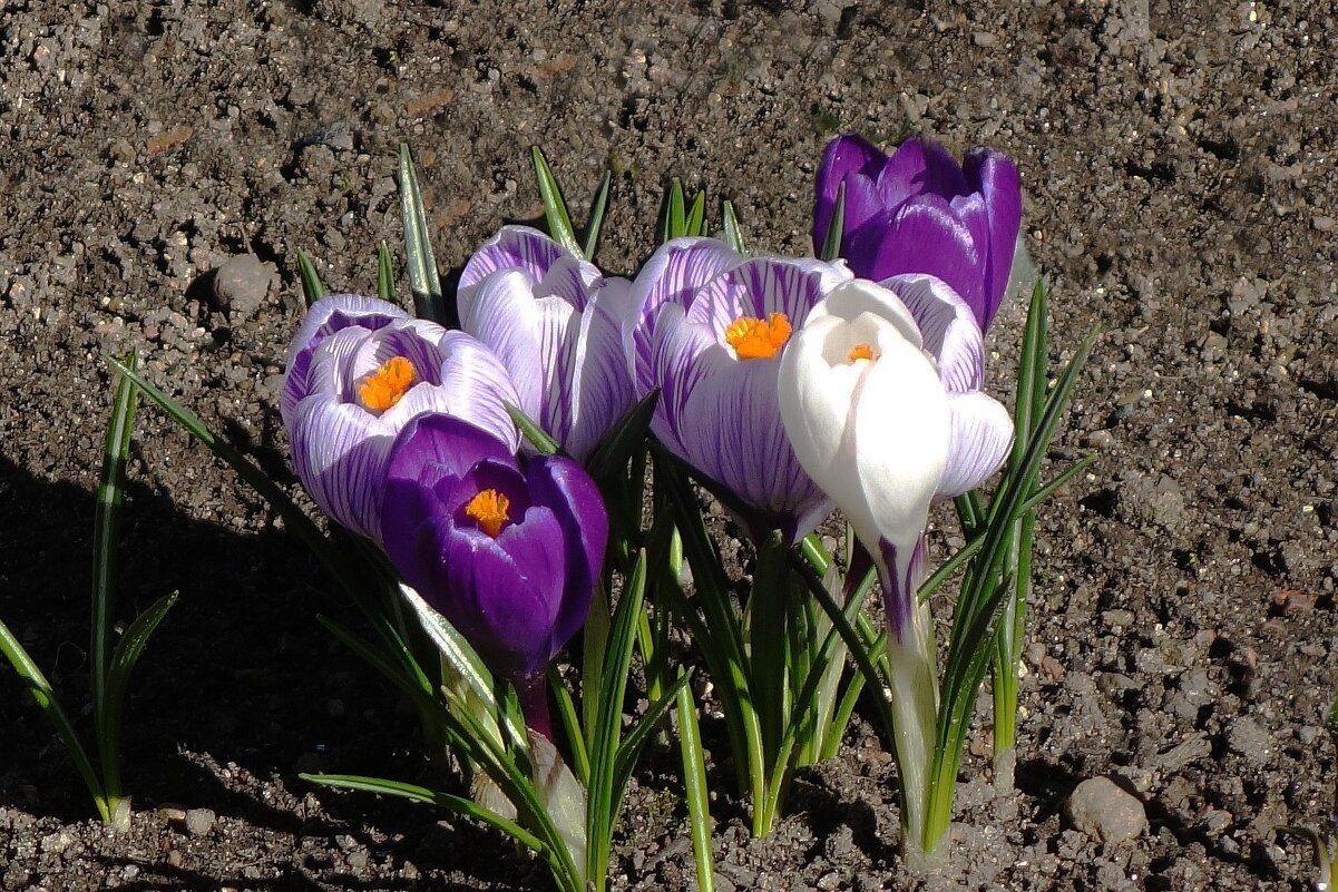 Крокус (шафран) - Рита Симонова Крокус (шафран) - Рита Симонова