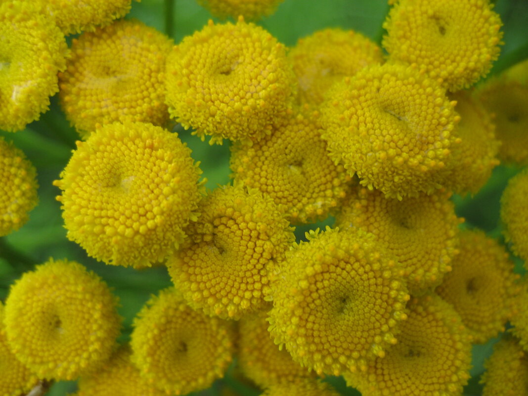 Пижма - Anna Ivanova Пижма - Anna Ivanova