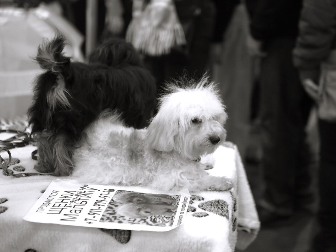 Может, кто  и купит... - Магомед .