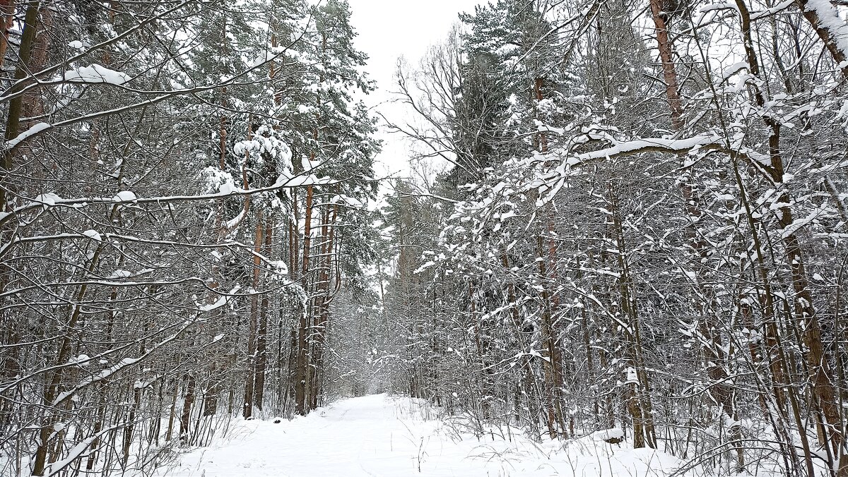 В апрельском лесу - Татьяна Тюменка