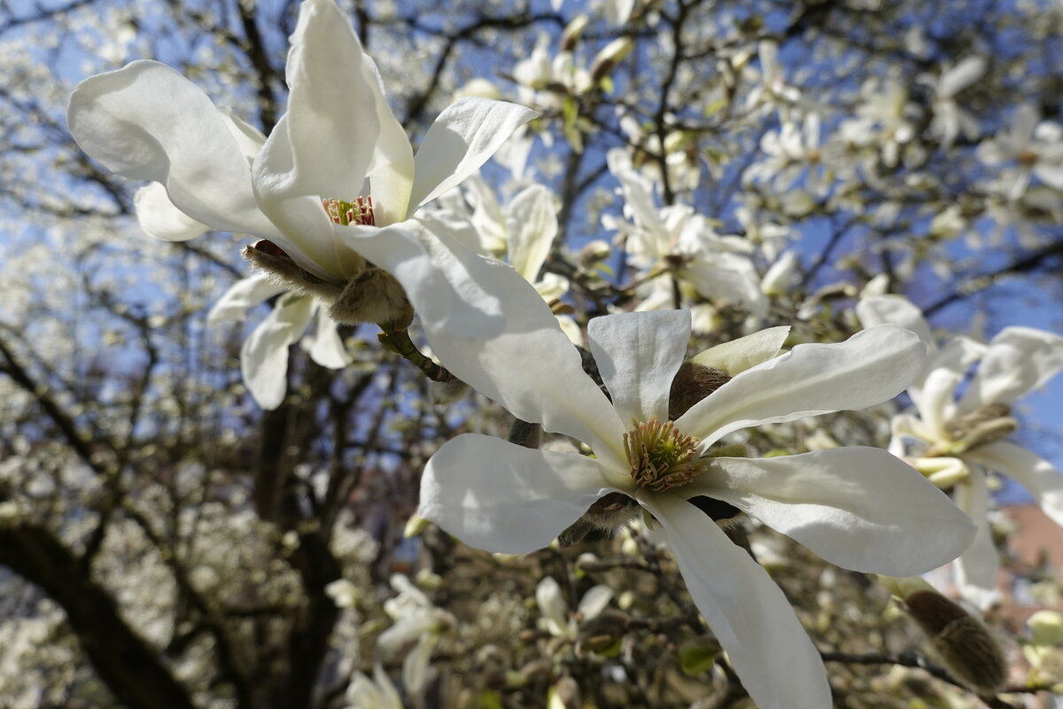 Цветёт Магнолия...... - Галина Цветёт Магнолия...... - Галина