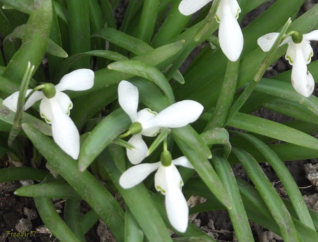 Подснежники - Freddy 97