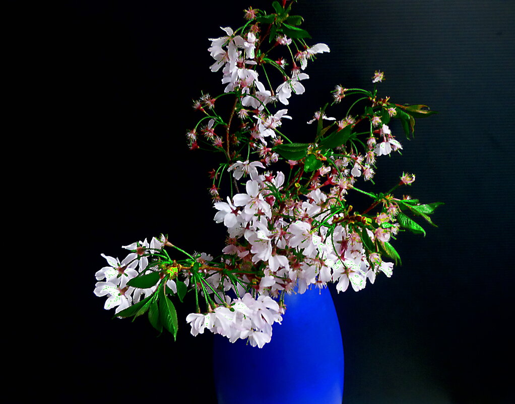 Облетающие веточки сакуры - Елена Куприянова Облетающие веточки сакуры - Елена Куприянова