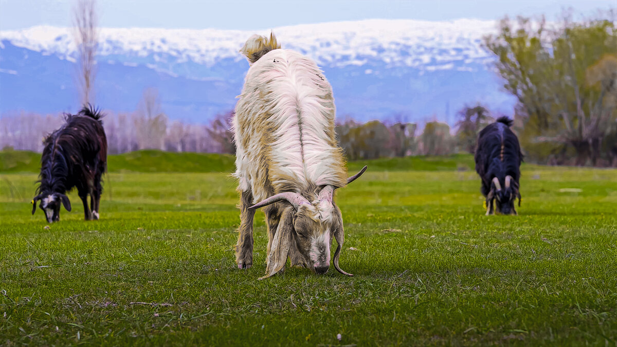 Коза - Aleksey Afonin