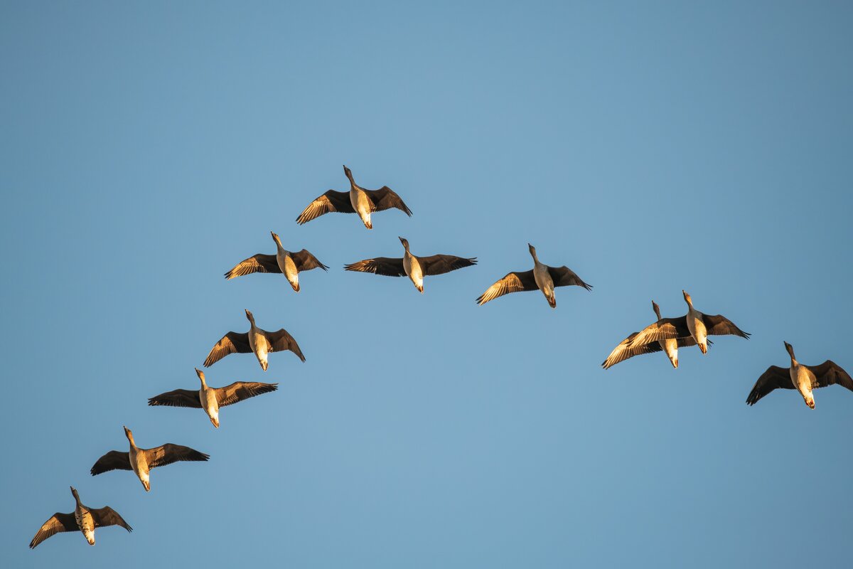 Дикие гуси пролетают надо мной в форме клина - Дарья Меркулова Дикие гуси пролетают надо мной в форме клина - Дарья Меркулова