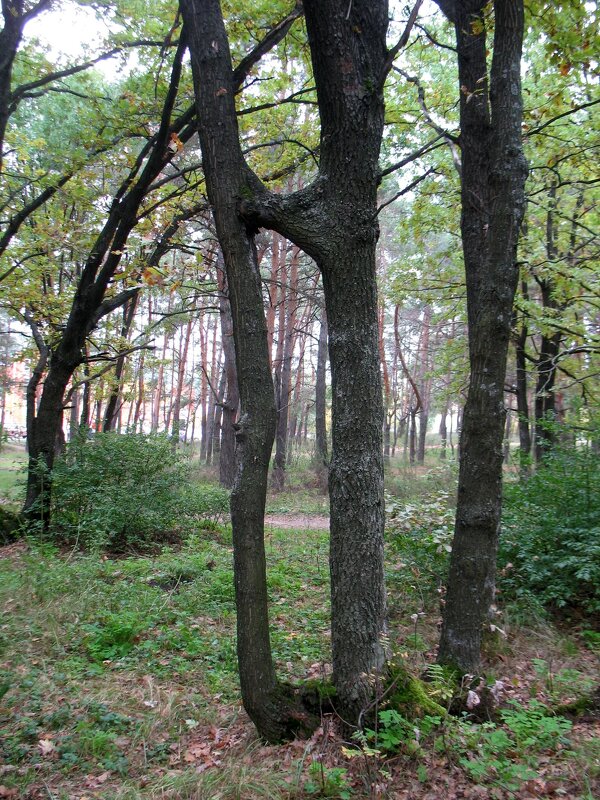 Два дерева срослись в парке - Андрей Л. В. Два дерева срослись в парке - Андрей Л. В.