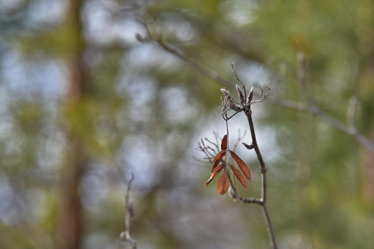 Остатки прошлого - Роман Пацкевич