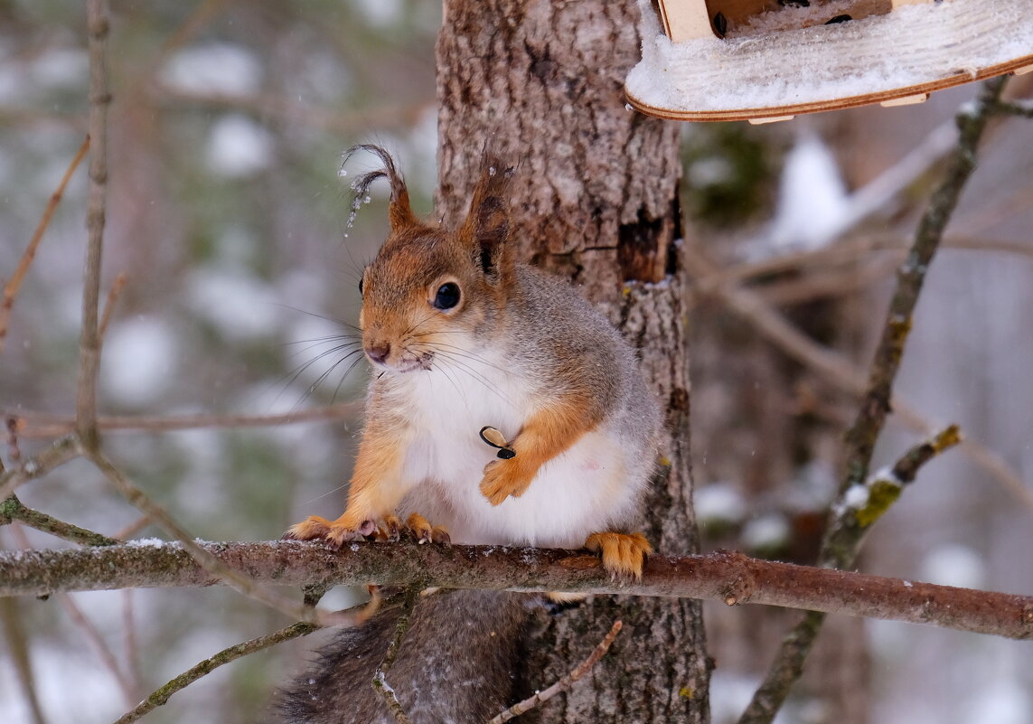 Быстро замерзли ушки в лесу...) - Андрей Зайцев Быстро замерзли ушки в лесу...) - Андрей Зайцев