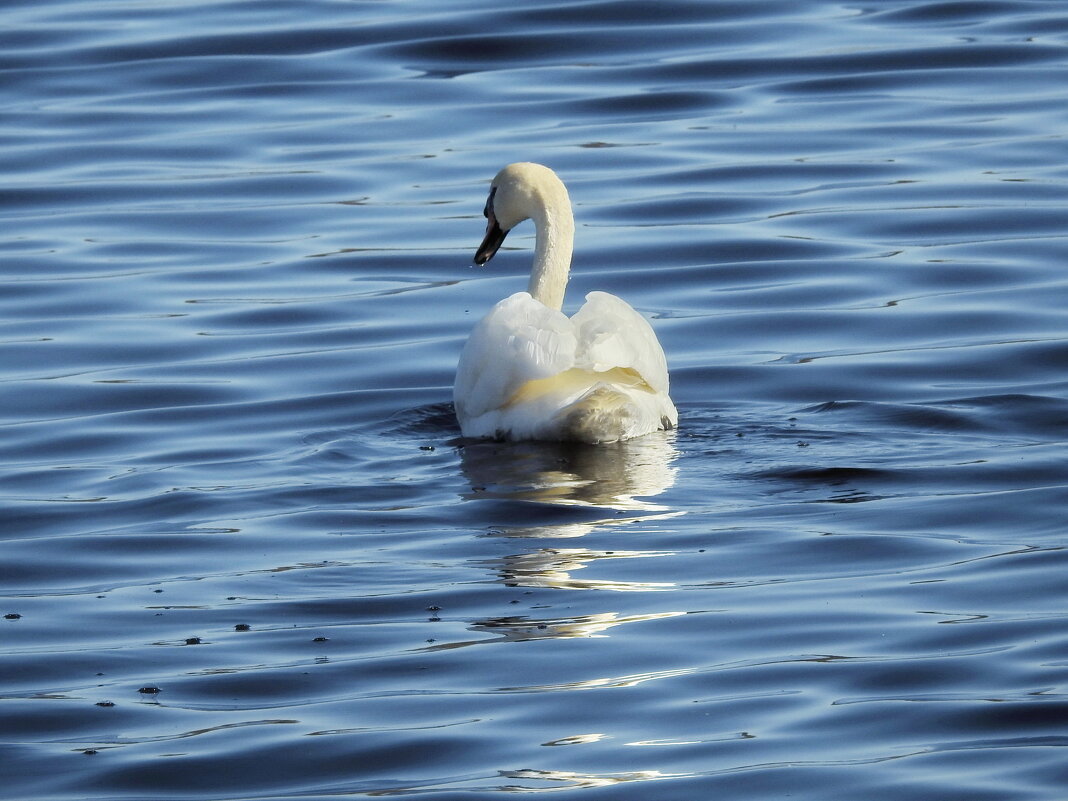 весна - ИННА ПОРОХОВА