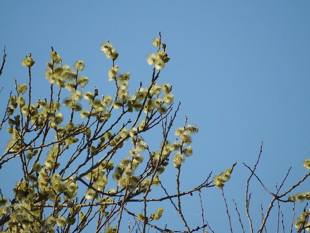 весна - ИННА ПОРОХОВА