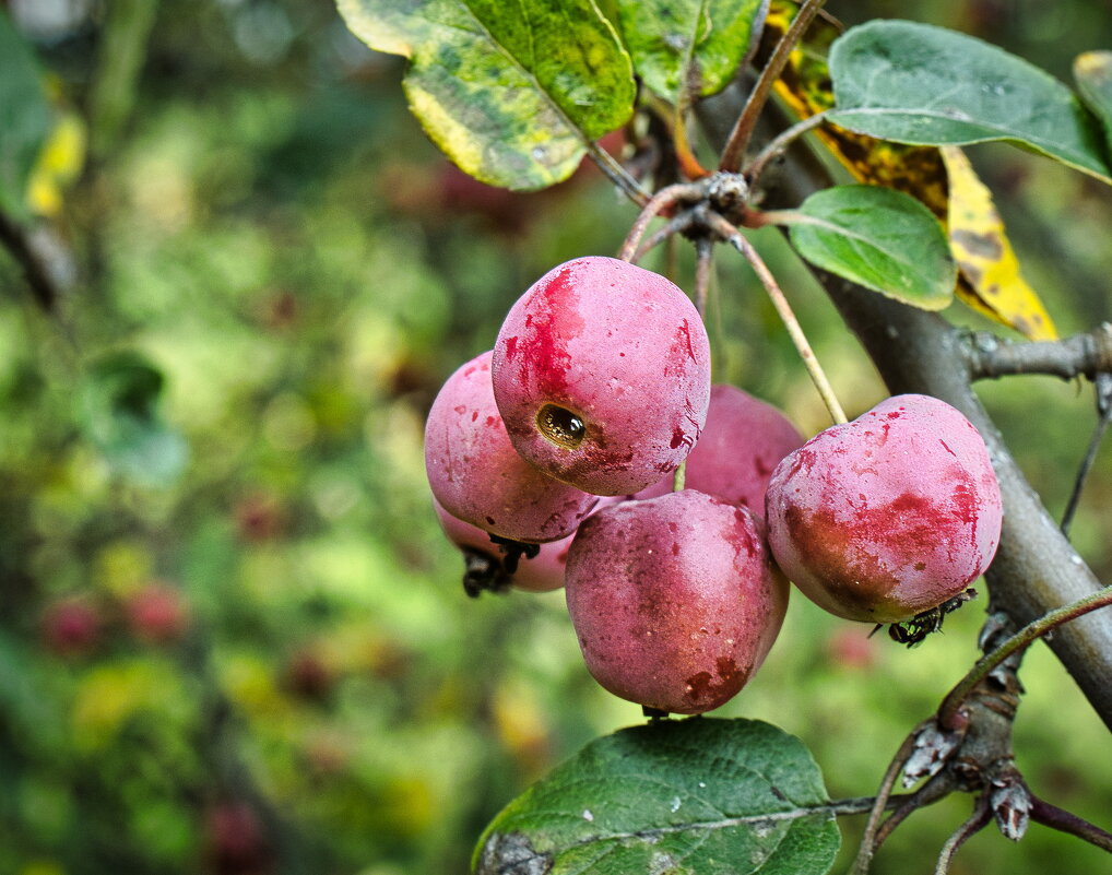 Осенние Плоды - Sergey Grim Осенние Плоды - Sergey Grim
