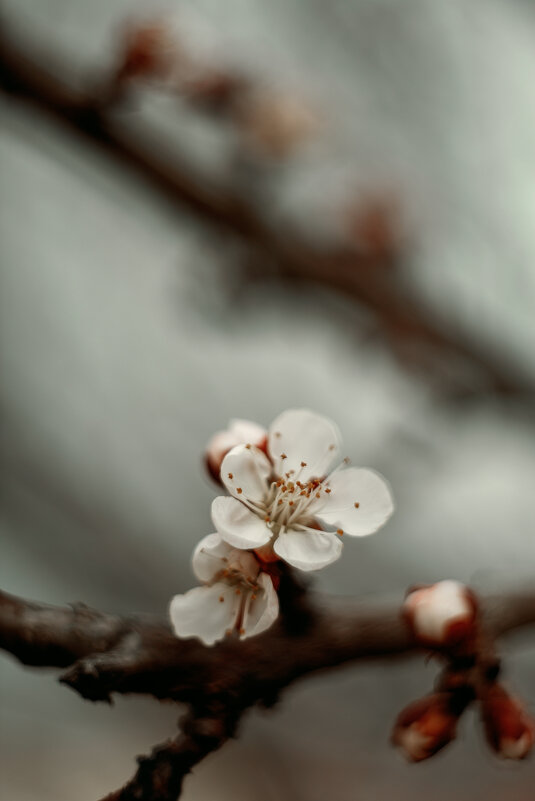 *** - Яна Горбунова