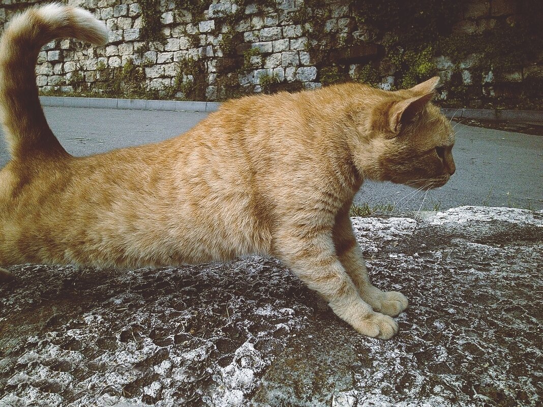 Зарядка для хвоста - Civetta *** Зарядка для хвоста - Civetta ***