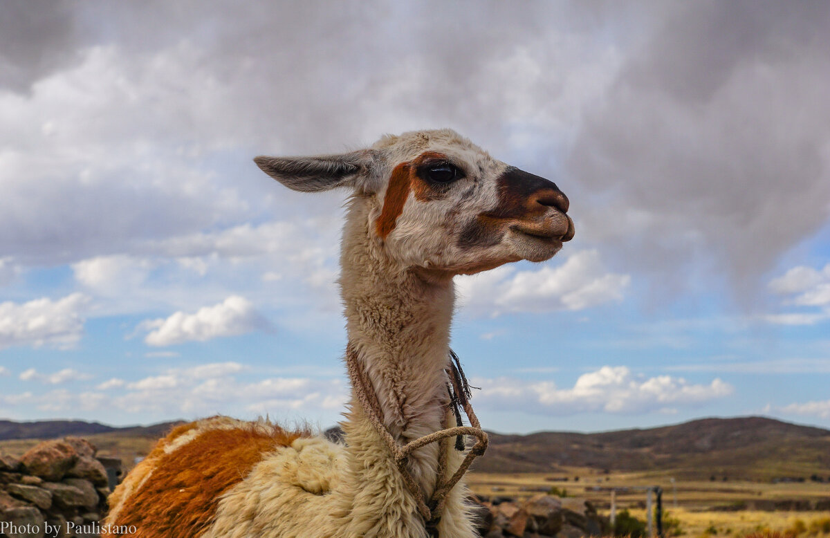 На хуторе Атунколья... - Владимир Жданов