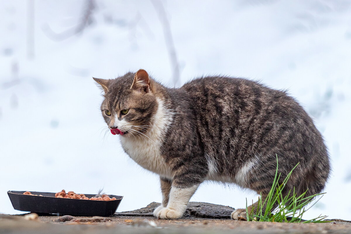 Кушать подано. - Анатолий. Chesnavik. Кушать подано. - Анатолий. Chesnavik.
