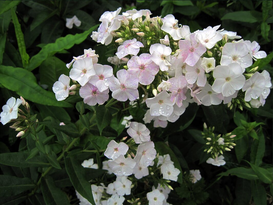 Флоксы после дождичка. - Ирина *** Флоксы после дождичка. - Ирина ***