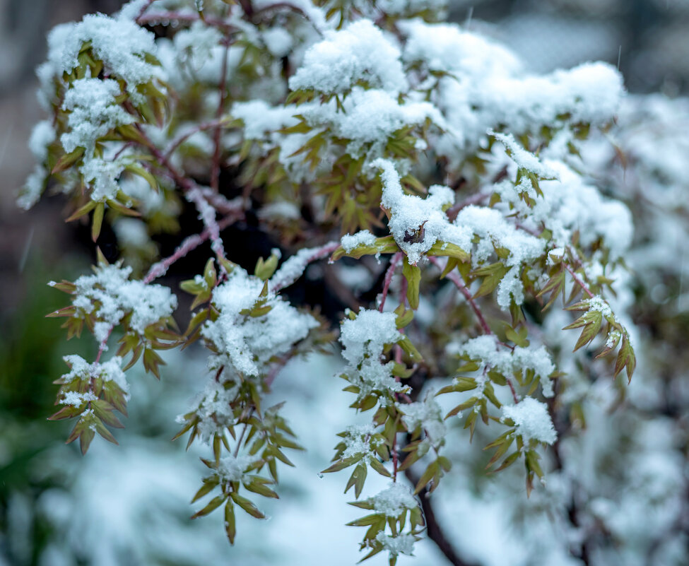 Весна. Зима не сдается. - Геннадий Б Весна. Зима не сдается. - Геннадий Б