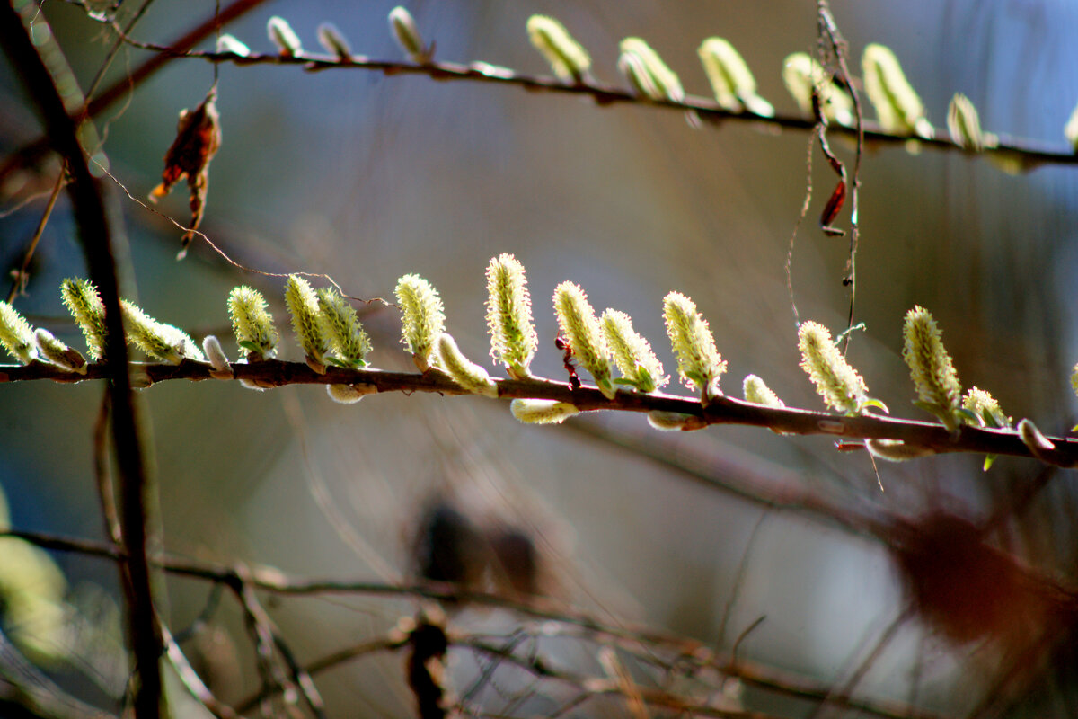 начало апреля  1 - Александр Прокудин