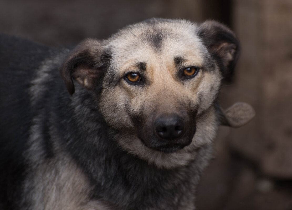 лайма - Анатолий Портнов
