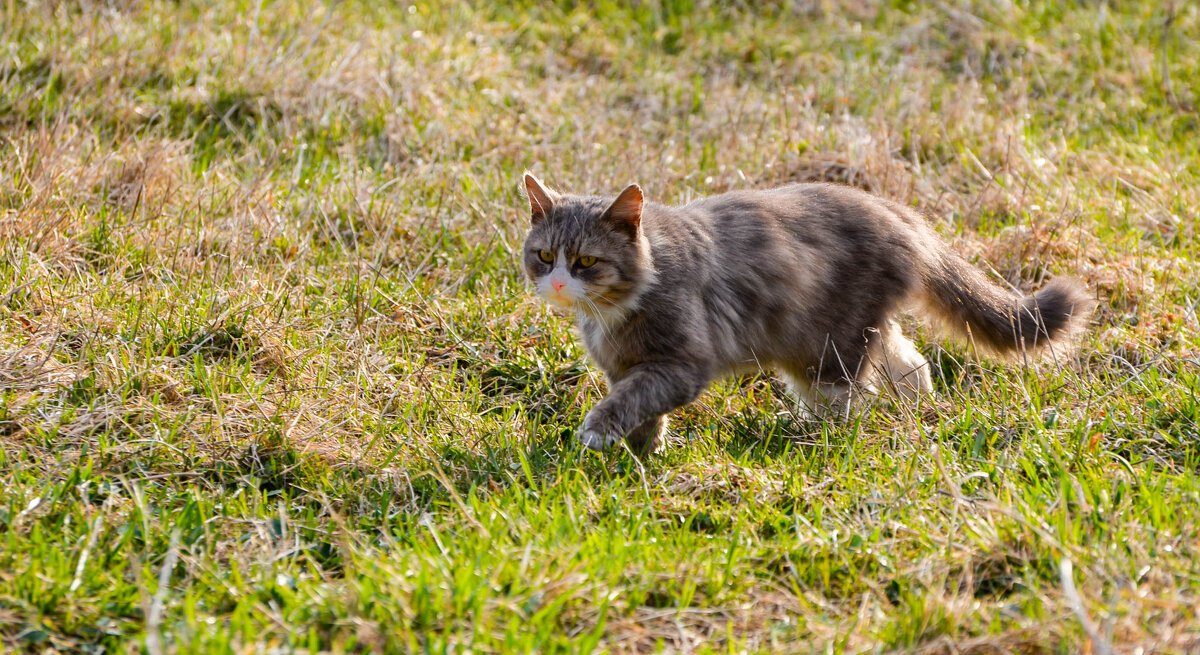 гуляю сам посебе - Анатолий Портнов гуляю сам посебе - Анатолий Портнов