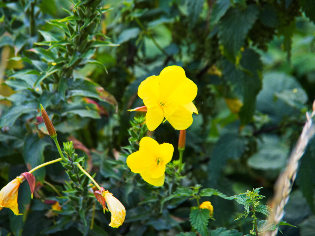 *** - Witalij Loewin