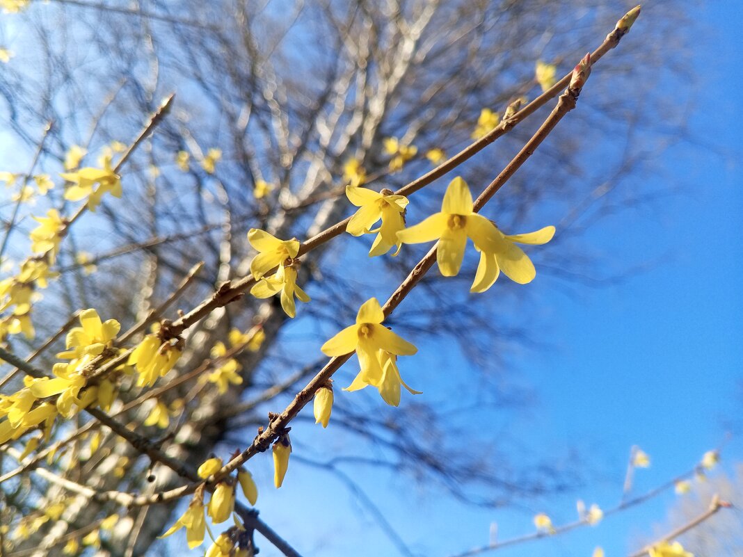 Форзиция - Сапсан 