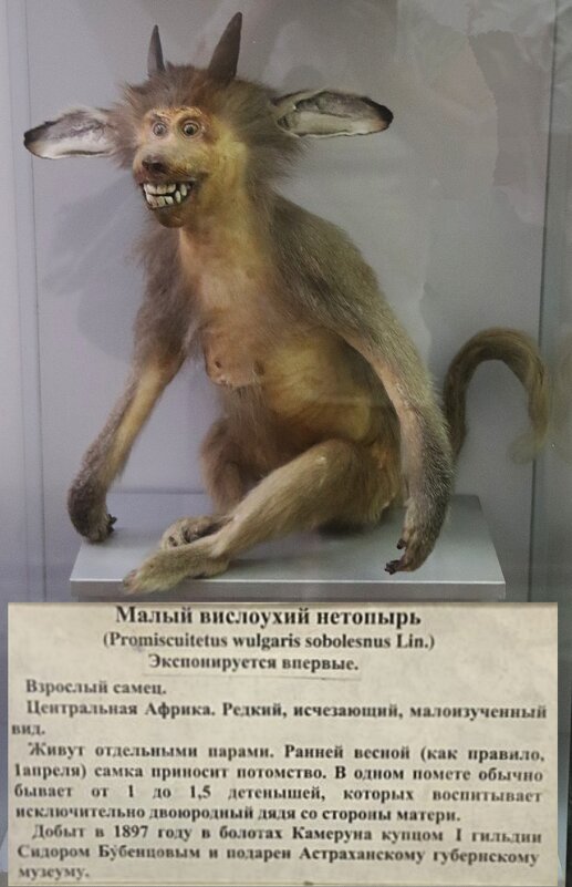 Малый вислоухий нетопырь - Любовь Сахарова Малый вислоухий нетопырь - Любовь Сахарова