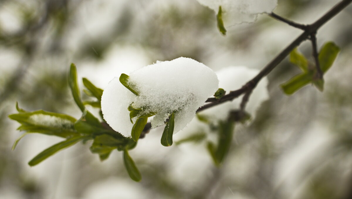 апрельский снег - Владимир Зырянов апрельский снег - Владимир Зырянов
