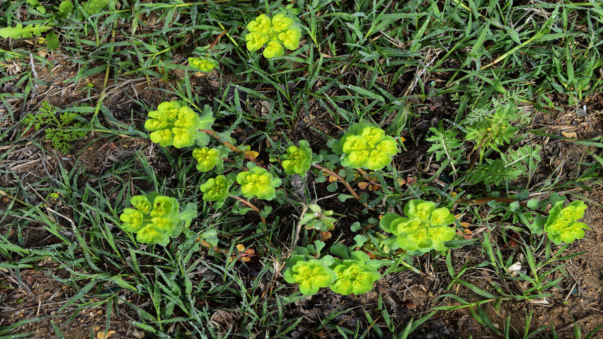 Весна - Анатолий Чикчирный Весна - Анатолий Чикчирный