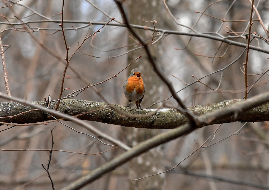 Зарянка - Алексей . Зарянка - Алексей .