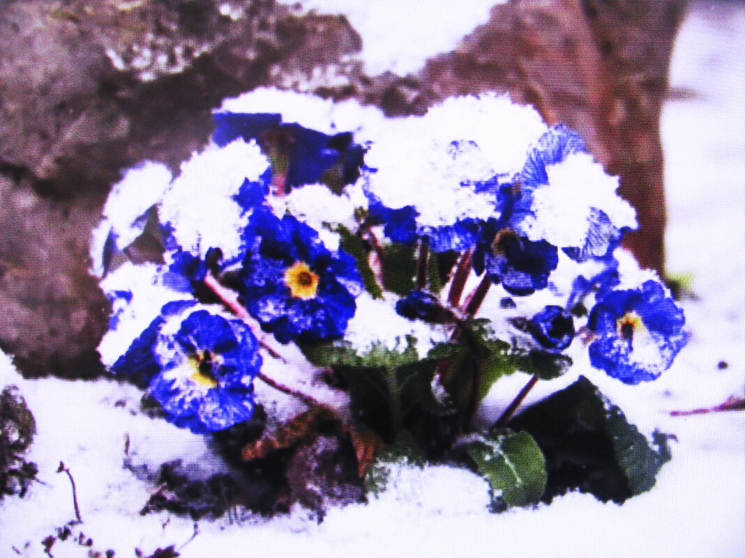 Бедная примула - Людмила Смородинская