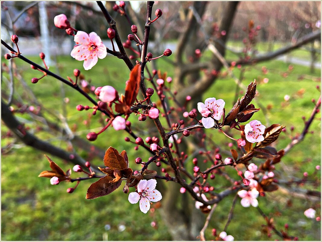 В весеннем парке. - Валерия Комова
