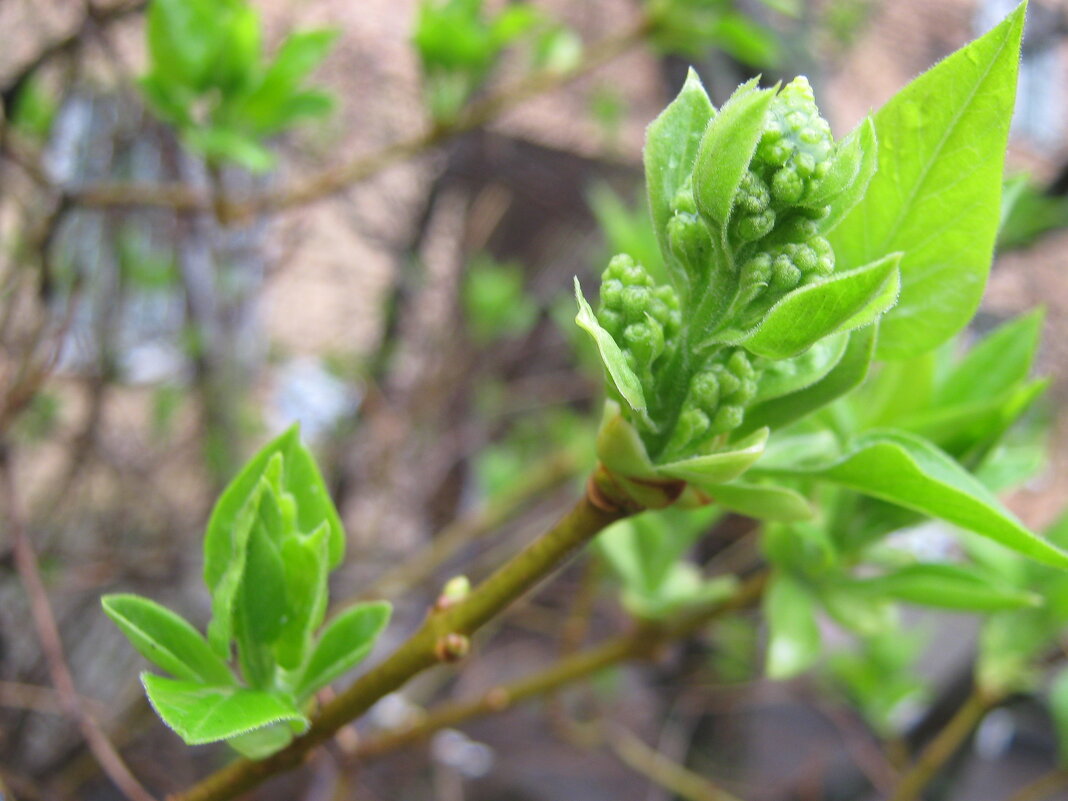 Весеннее - Елена Семигина