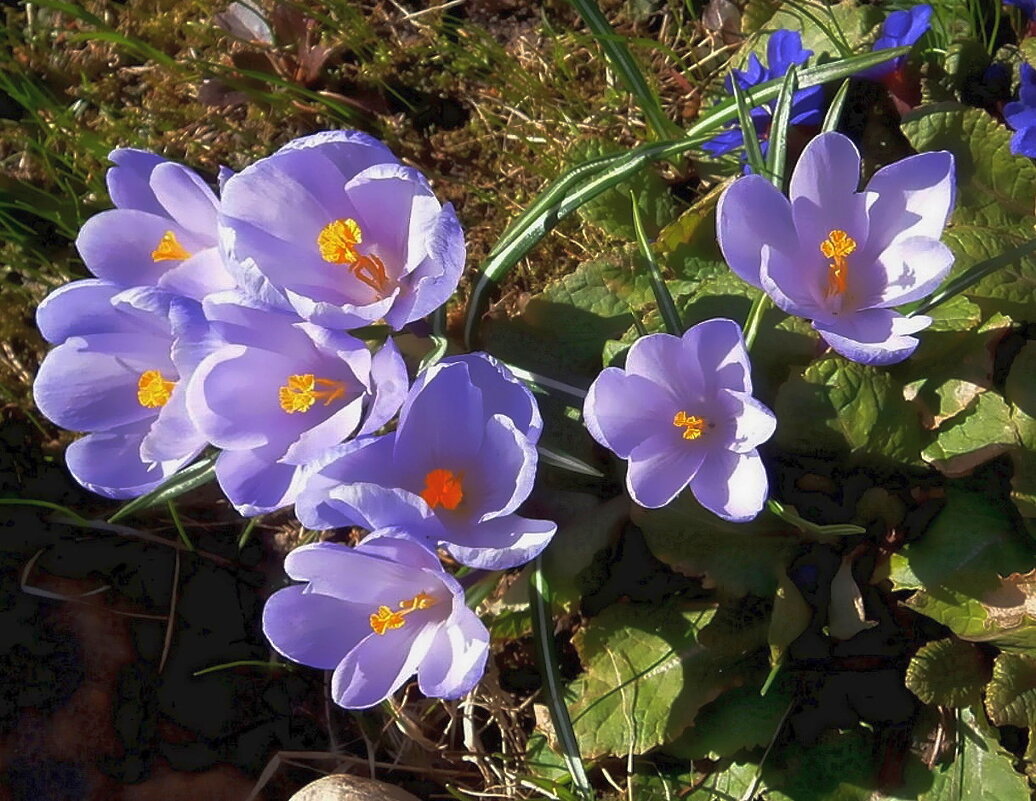 Нежные крокусы душу ласкают и радуют глаз. - Ольга Довженко