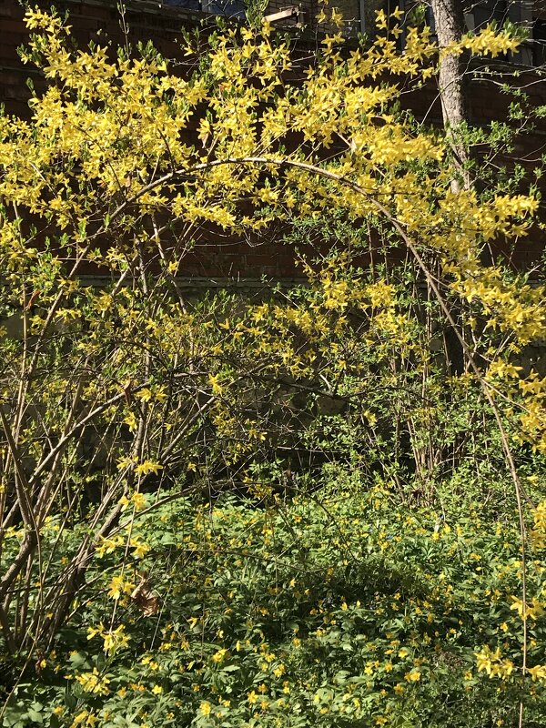 Скоро весна - Pippa 