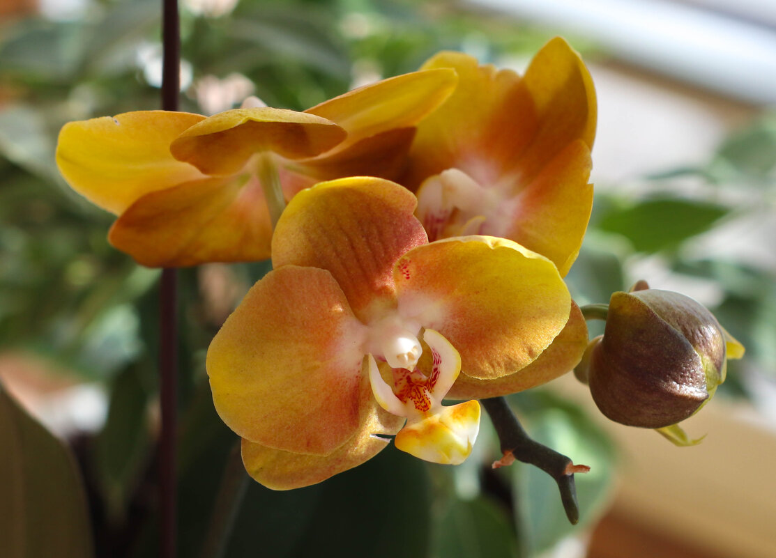 Мой цветущий подоконник - Irene Irene