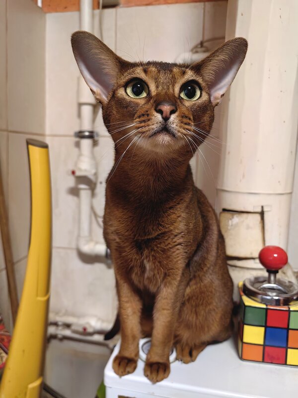 Дусяша - Сергей Гойшик