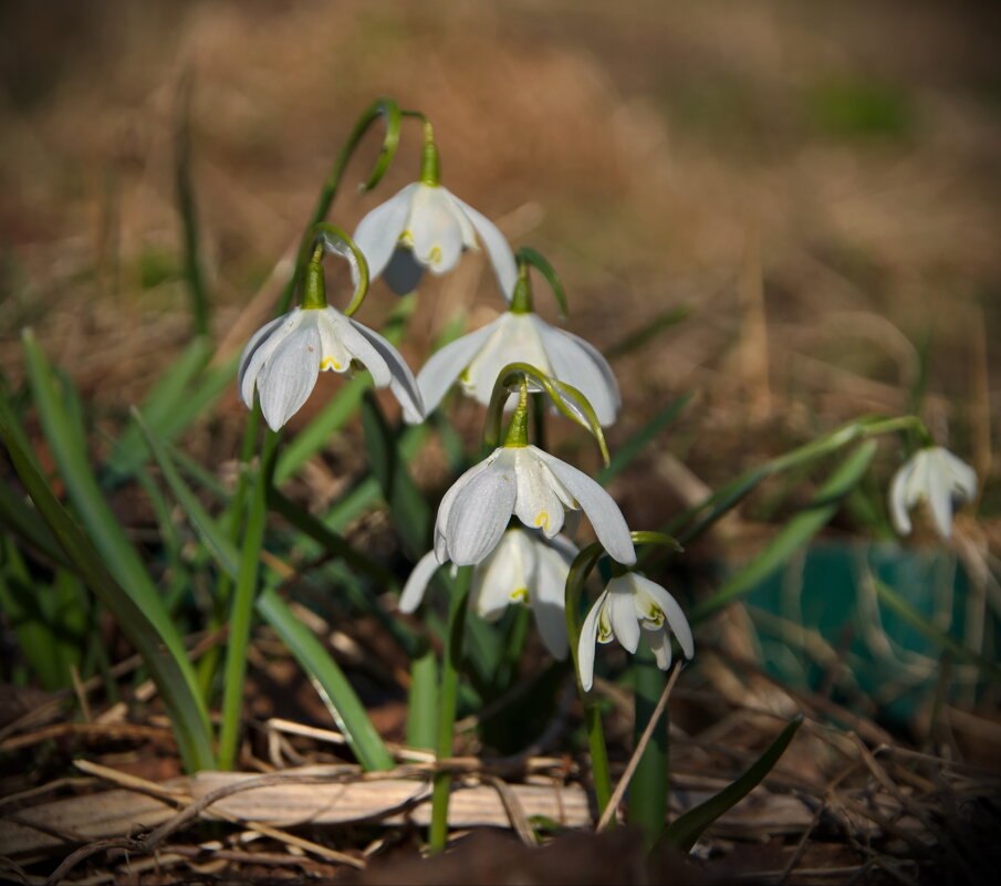 Подснежники - lady v.ekaterina Подснежники - lady v.ekaterina