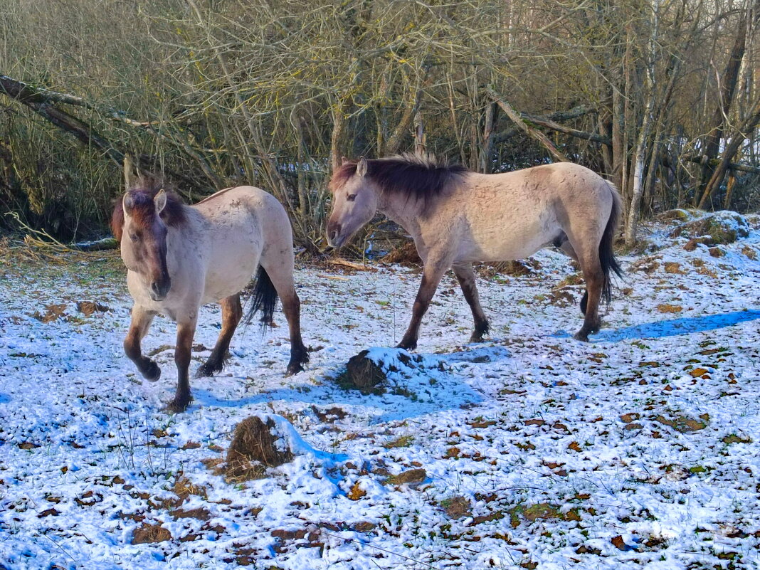 Прогулка. - Александр Сапунов Прогулка. - Александр Сапунов