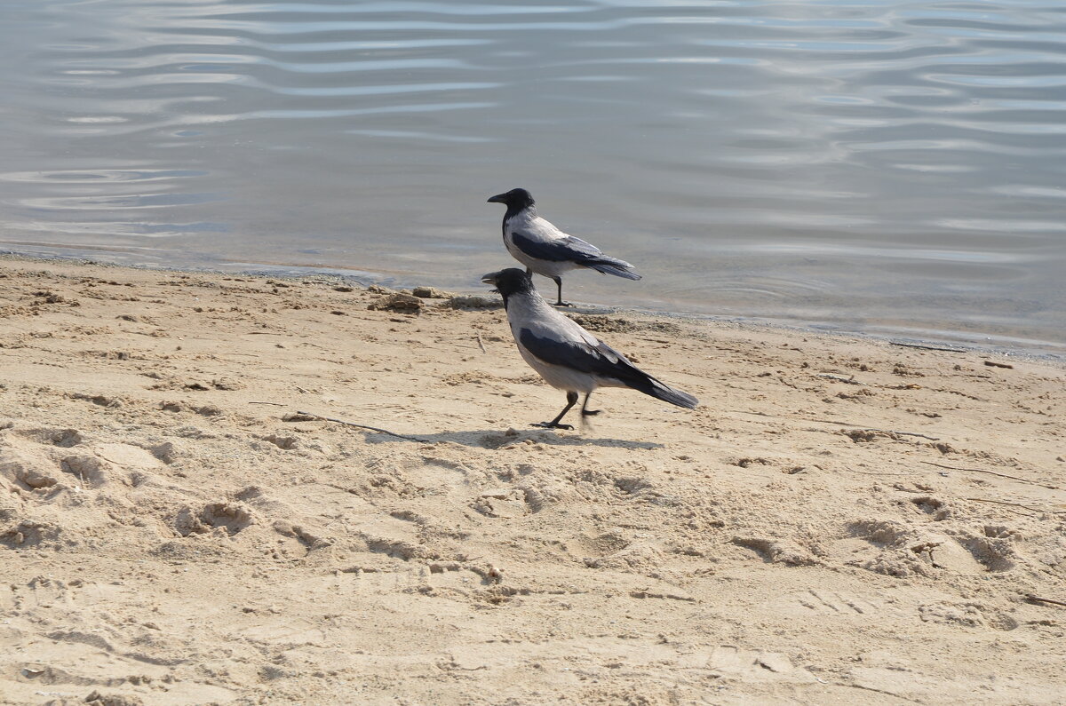 Променад по бережку - Oleg4618 Шутченко Променад по бережку - Oleg4618 Шутченко