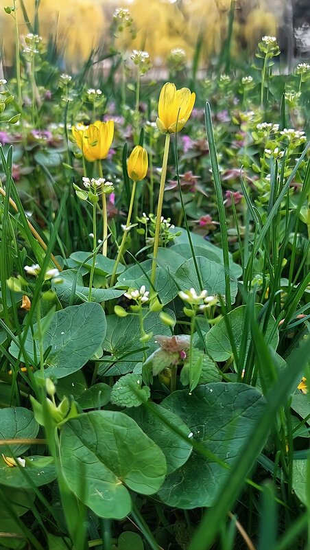 Первоцветы - Оксана Н.